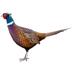 Caucasus Pheasant
